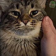 Gibbs joined the competition — help win amazing prizes! cat, close_up, cute, domestic_animal, face, fluffy, fur, furniture, green_eyes, hand, human_hand, indoor, muzzle, nose, pet, portrait, relaxed, sticker, tabby_cat, whiskers