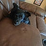 dog, black_dog, couch, living_room, pet, curious, furniture, indoor, cozy, leather_couch, small_dog, cute, animal, home, relaxing, portrait, canine, looking, resting, ears