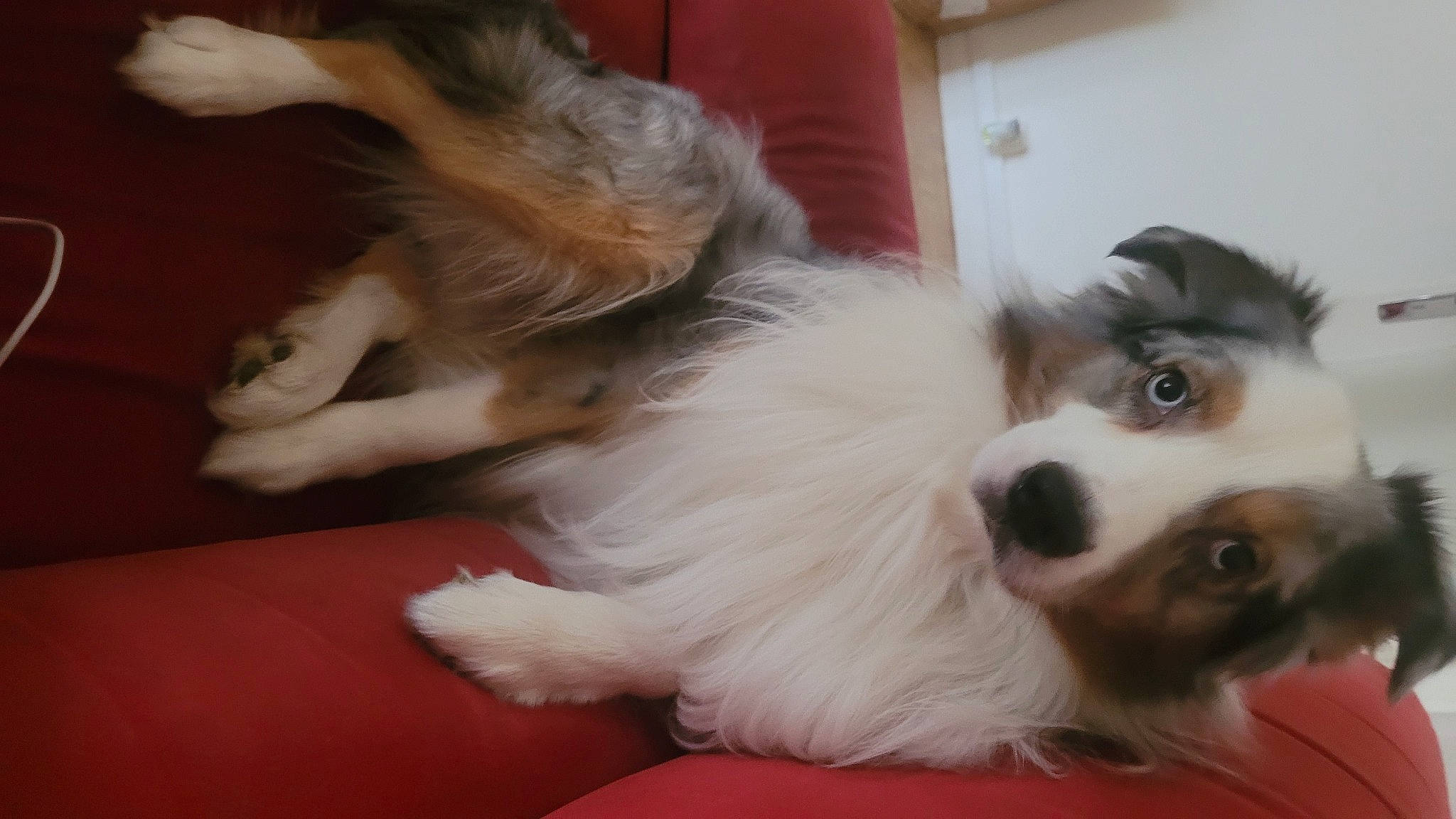 Ruby a rejoint le concours — aidez-le/la à gagner de superbes lots ! bored, canidae, carnivore, companion_dog, dog, dog_breed, ear, flooring, fur, herding_dog, non_sporting_group, papillon, snout, sporting_group, terrier, toy_dog, volpino_italiano, whiskers, working_animal, working_dog