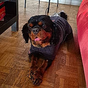Simba a rejoint le concours — aidez-le/la à gagner de superbes lots ! animal, black_dog, brown_dog, chair, companion, couch, cozy, cute, dog, flooring, furniture, home, indoors, pet, relaxed, sweater, table, tongue_out, water_bottle, wooden_floor