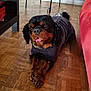 animal, black_dog, brown_dog, chair, companion, couch, cozy, cute, dog, flooring, furniture, home, indoors, pet, relaxed, sweater, table, tongue_out, water_bottle, wooden_floor