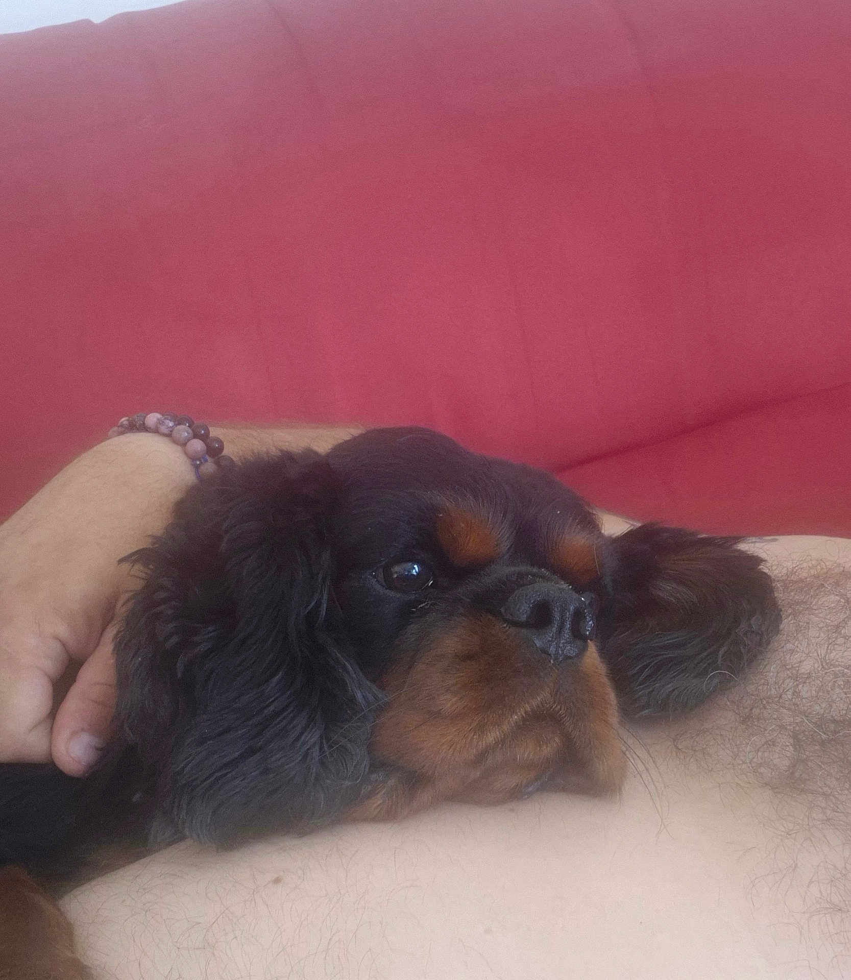 Simba