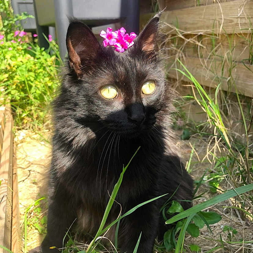 Ninine a rejoint le concours — aidez-le/la à gagner de superbes lots ! animal, backyard, cat, flower, grass, herbal, herbs, jar, nature, outdoors, pet, petal, plant, planter, pottedplant, pottery, purple, vase, vegetation, yard