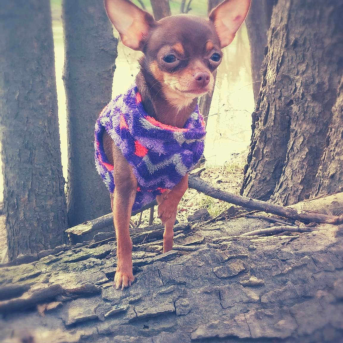 Sophie