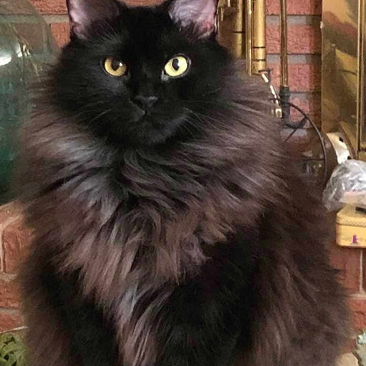 Jazz Z Jones joined the competition — help win amazing prizes! animal_portrait, black_cat, brick_wall, close_up, curious, decor, domestic_animal, ears, feline, fluffy_fur, fur_texture, furniture, household, indoor, pet, portrait, sitting, vintage_instruments, whiskers, yellow_eyes