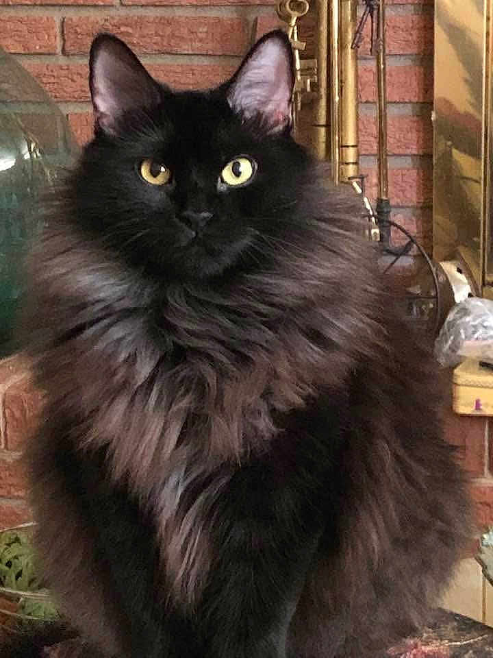 Jazz Z Jones joined the competition — help win amazing prizes! black_cat, fluffy_fur, yellow_eyes, indoor, brick_wall, vintage_instruments, decor, pet, portrait, feline, sitting, close_up, domestic_animal, whiskers, curious, animal_portrait, household, furniture, fur_texture, ears