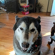 Layla joined the competition — help win amazing prizes! animal, canine, collar, dog, domestic, ears, eyes, face, floor, fur, furniture, home, husky, indoor, mischievous, nose, pet, smiling, tongue, wooden_floor