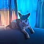 dog, indoor, couch, window, curtains, blue, silhouette, pet, relaxed, animal, small_dog, furniture, cozy, resting, ears, light, shadow, home, domestic, quiet
