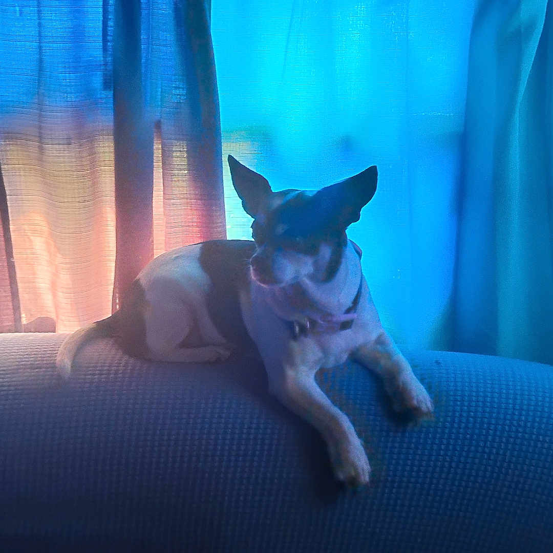 Charming joined the competition — help win amazing prizes! animal, blue, couch, cozy, curtains, dog, domestic, ears, furniture, home, indoor, light, pet, quiet, relaxed, resting, shadow, silhouette, small_dog, window