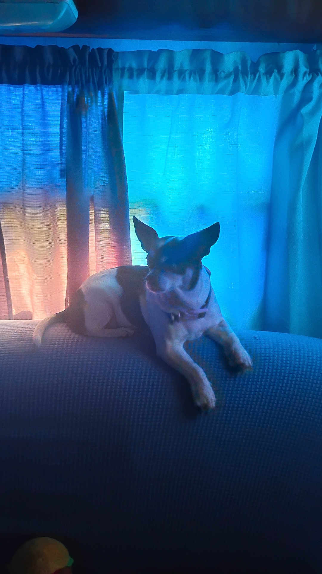 Charming joined the competition — help win amazing prizes! dog, indoor, couch, window, curtains, blue, silhouette, pet, relaxed, animal, small_dog, furniture, cozy, resting, ears, light, shadow, home, domestic, quiet