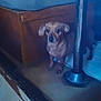 dog, brown_dog, small_dog, indoor, floor, wooden_furniture, metal_pole, pet, animal, curious, standing, low_light, room, home, domestic, canine, looking, quiet, floor_damage, shadow