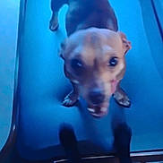 Precious is registered to the contest to win money with this photo: dog, pet, blue, indoor, small_dog, canine, animal, blurred, close_up, mouth_open, floor, looking_up, legs, paws, fur, ears, tail, shadow, dark, indoor_lighting