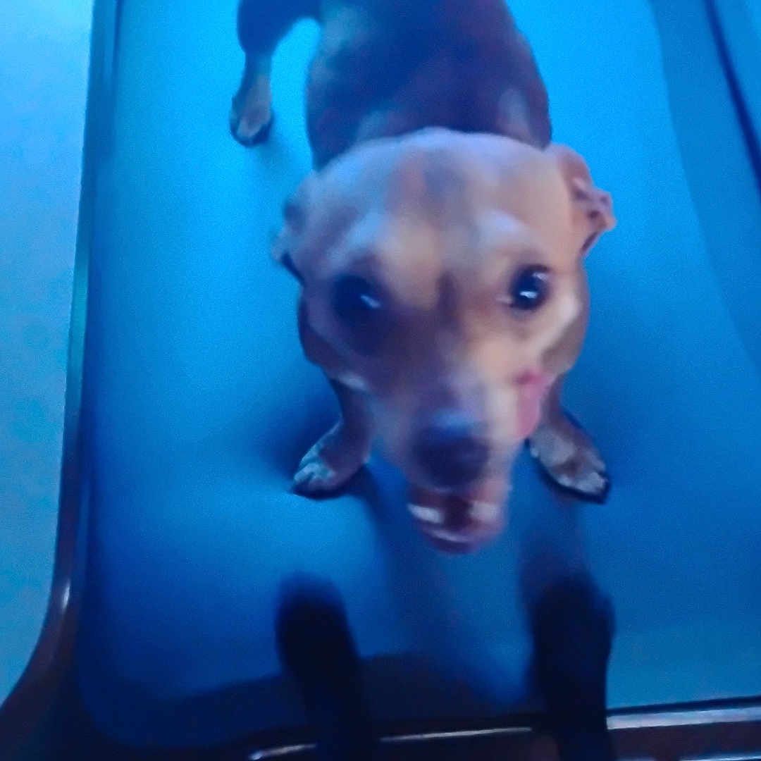 Precious is registered to the contest to win money with this photo: animal, blue, blurred, canine, close_up, dark, dog, ears, floor, fur, indoor, indoor_lighting, legs, looking_up, mouth_open, paws, pet, shadow, small_dog, tail