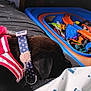 Midnight is registered to the contest to win money with this photo: dog, collar, harness, toy_cars, toy_track, indoor, resting, black_dog, fabric, bed, blanket, polka_dot, striped, colorful, closeup, sleeping, pet, animal, toys, relaxation