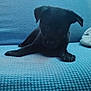Midnight joined the competition — help win amazing prizes! puppy, dog, black_dog, couch, blue_couch, indoor, pet, animal, laying_down, young_dog, furniture, cozy, home, curtains, blanket, relaxed, domestic_animal, cute, small_dog, resting