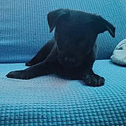 Midnight joined the competition — help win amazing prizes! puppy, dog, black_dog, couch, blue_couch, indoor, pet, animal, laying_down, young_dog, furniture, cozy, home, curtains, blanket, relaxed, domestic_animal, cute, small_dog, resting