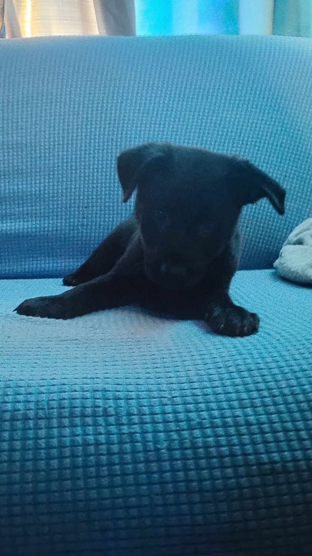 Midnight joined the competition — help win amazing prizes! puppy, dog, black_dog, couch, blue_couch, indoor, pet, animal, laying_down, young_dog, furniture, cozy, home, curtains, blanket, relaxed, domestic_animal, cute, small_dog, resting