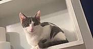 Jaxson joined the competition — help win amazing prizes! cat, kitten, gray_and_white, animal, pet, face, eyes, ears, whiskers, sitting, shelf, bathroom, cabinet, toiletries, bottle, towel, indoor, portrait, curious, white