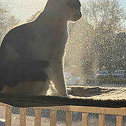 Jaxson joined the competition — help win amazing prizes! cat, feline, sitting, silhouette, backlit, window, windowsill, indoor, outdoor_view, profile, ears, whiskers, fur, shadow, sunlight, warm_lighting, screen, cozy, animal_portrait, observing
