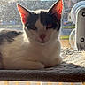 Jaxson is registered to the contest to win money with this photo: cat, black_and_white, feline, pet, animal, portrait, close_up, sitting, lying_down, indoors, window, sunlight, sunbathing, whiskers, ears, eyes, pink_nose, fur, blanket, window_perch