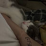 Jaxson joined the competition — help win amazing prizes! cat, sleeping, gray_and_white, pet, animal, cuddling, person, arm, tattoo, bed, blanket, bedroom, cozy, indoors, relaxed, whiskers, pink_nose, fur, resting, closeup