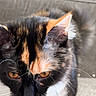 cat, calico_cat, pet, feline, close_up, portrait, orange_eyes, whiskers, fur, black_fur, white_fur, orange_fur, tri_color, ears, face, stare, indoor, couch, soft_background, photography