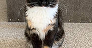 Tara is registered to the contest to win money with this photo: cat, calico_cat, kitten, pet, animal, feline, sitting, portrait, close_up, whiskers, ears, eyes, orange_eyes, black_fur, white_fur, carpet, indoor, furniture, storage_bench, adorable
