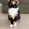 cat, calico_cat, pet, animal, feline, fluffy, long_hair, sitting, portrait, whiskers, ears, eyes, white_chest, paws, carpet, indoor, living_room, furniture, gray_background, adorable