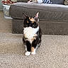 cat, calico_cat, pet, animal, sitting, standing, black_fur, white_fur, orange_fur, green_eyes, whiskers, ears, paws, carpet, living_room, couch, laundry_basket, blanket, indoor, portrait