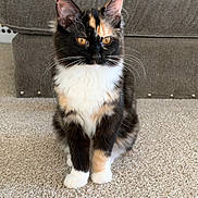 Tara joined the competition — help win amazing prizes! cat, calico_cat, pet, feline, sitting, indoors, carpet, sofa, gray_sofa, golden_eyes, whiskers, ears, black_fur, white_fur, orange_fur, animal_portrait, front_view, home, cozy, photography
