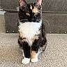 cat, calico_cat, pet, feline, sitting, indoors, carpet, sofa, gray_sofa, golden_eyes, whiskers, ears, black_fur, white_fur, orange_fur, animal_portrait, front_view, home, cozy, photography