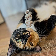 Bumblebee joined the competition — help win amazing prizes! cat, calico_cat, pet, animal, green_eyes, paw, whiskers, wooden_floor, close_up, fur, cute, domestic_cat, lying_down, playful, relaxed, indoor, mammal, feline, portrait, curious