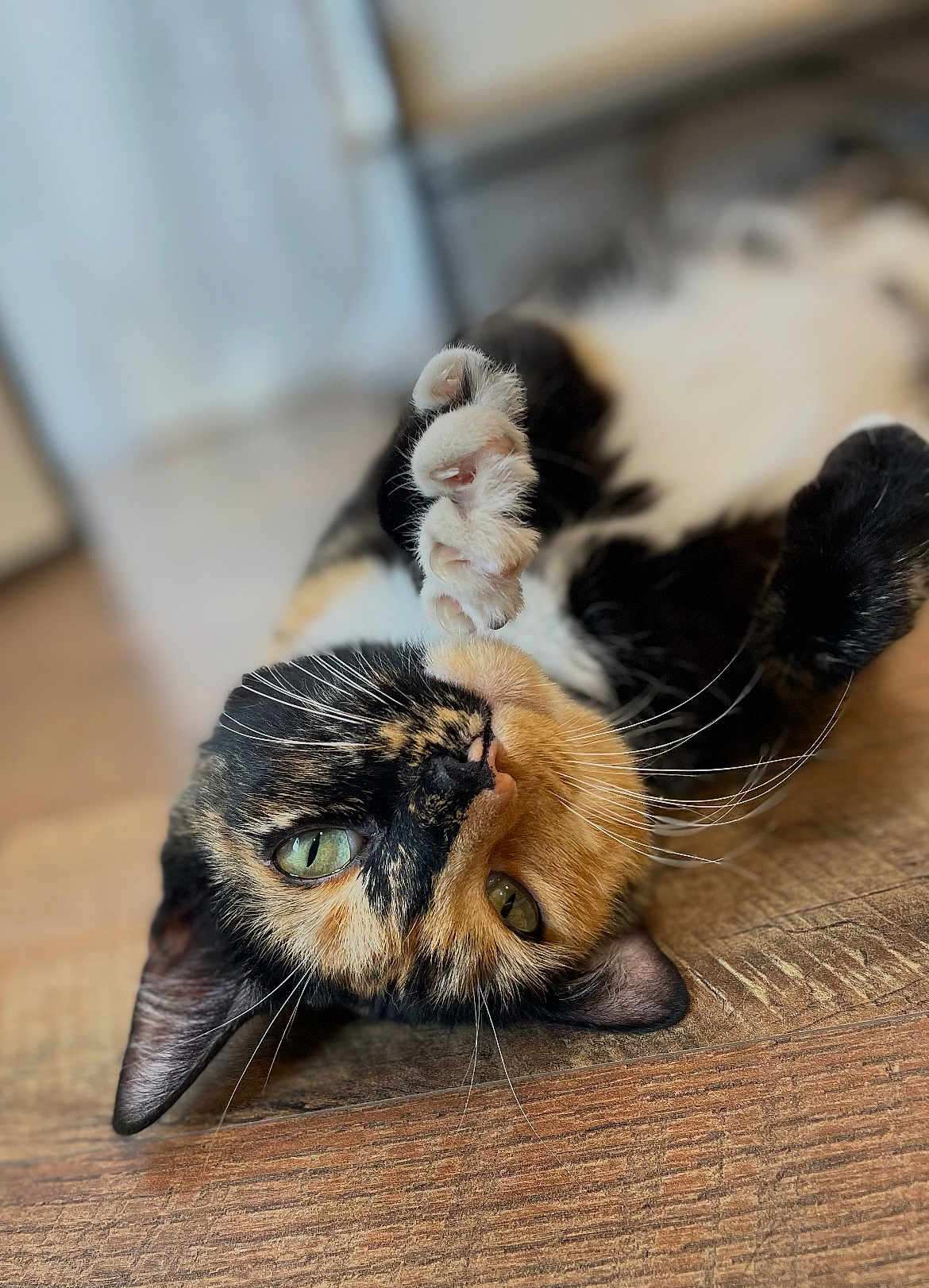 Bumblebee joined the competition — help win amazing prizes! cat, calico_cat, pet, animal, green_eyes, paw, whiskers, wooden_floor, close_up, fur, cute, domestic_cat, lying_down, playful, relaxed, indoor, mammal, feline, portrait, curious