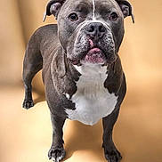 Bolt is registered to the contest to win money with this photo: dog, pet, canine, staffordshire_bull_terrier, animal, standing, portrait, gray, white, studio, looking_at_camera, ears, four_legs, fur, domestic_animal, muzzle, short_hair, background, indoor, isolated