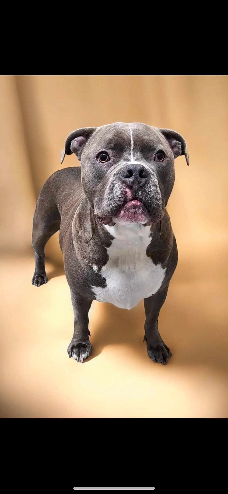 Bolt is registered to the contest to win money with this photo: dog, pet, canine, staffordshire_bull_terrier, animal, standing, portrait, gray, white, studio, looking_at_camera, ears, four_legs, fur, domestic_animal, muzzle, short_hair, background, indoor, isolated