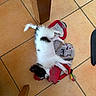 Senshi participe au concours pour gagner de l'argent avec cette photo : cat, black_and_white, fluffy, sleeping, lying_down, pet, animal, fur, tail, paws, whiskers, indoor, tile_floor, slippers, toy, colorful, relaxed, cute, overhead_view, home