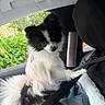 puppy, dog, black_and_white, fluffy, small_dog, long_hair, pink_harness, car, vehicle, seatbelt, car_interior, sitting, paw, tail, portrait, outdoor, greenery, window, pet, cute