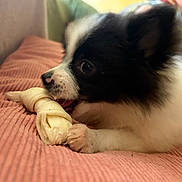 Senshi a rejoint le concours — aidez-le/la à gagner de superbes lots ! puppy, dog, black_and_white, small_dog, fluffy, cute, chew_toy, playing, lying_down, cushion, pink, indoor, pet, animal, close_up, portrait, brown_eyes, fur, home, relaxed