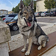Aynü participe au concours pour gagner de l'argent avec cette photo : dog, wolfdog, canine, sitting, tongue_out, ears_up, leash, collar, fur, gray_fur, black_and_white, outdoor, street, parking_lot, cars, bench, town, buildings, trees, daylight