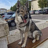 dog, wolfdog, canine, sitting, tongue_out, ears_up, leash, collar, fur, gray_fur, black_and_white, outdoor, street, parking_lot, cars, bench, town, buildings, trees, daylight