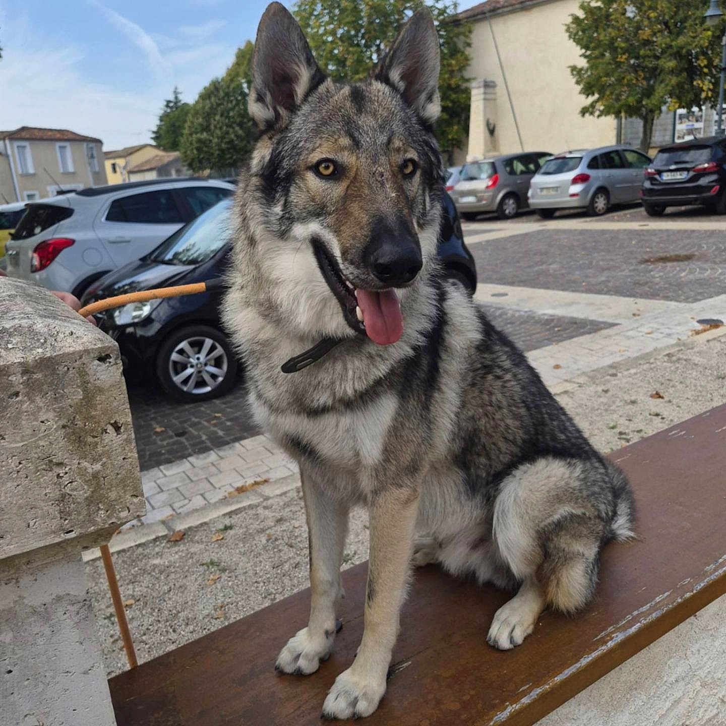 Aynü participe au concours pour gagner de l'argent avec cette photo : dog, wolfdog, canine, sitting, tongue_out, ears_up, leash, collar, fur, gray_fur, black_and_white, outdoor, street, parking_lot, cars, bench, town, buildings, trees, daylight