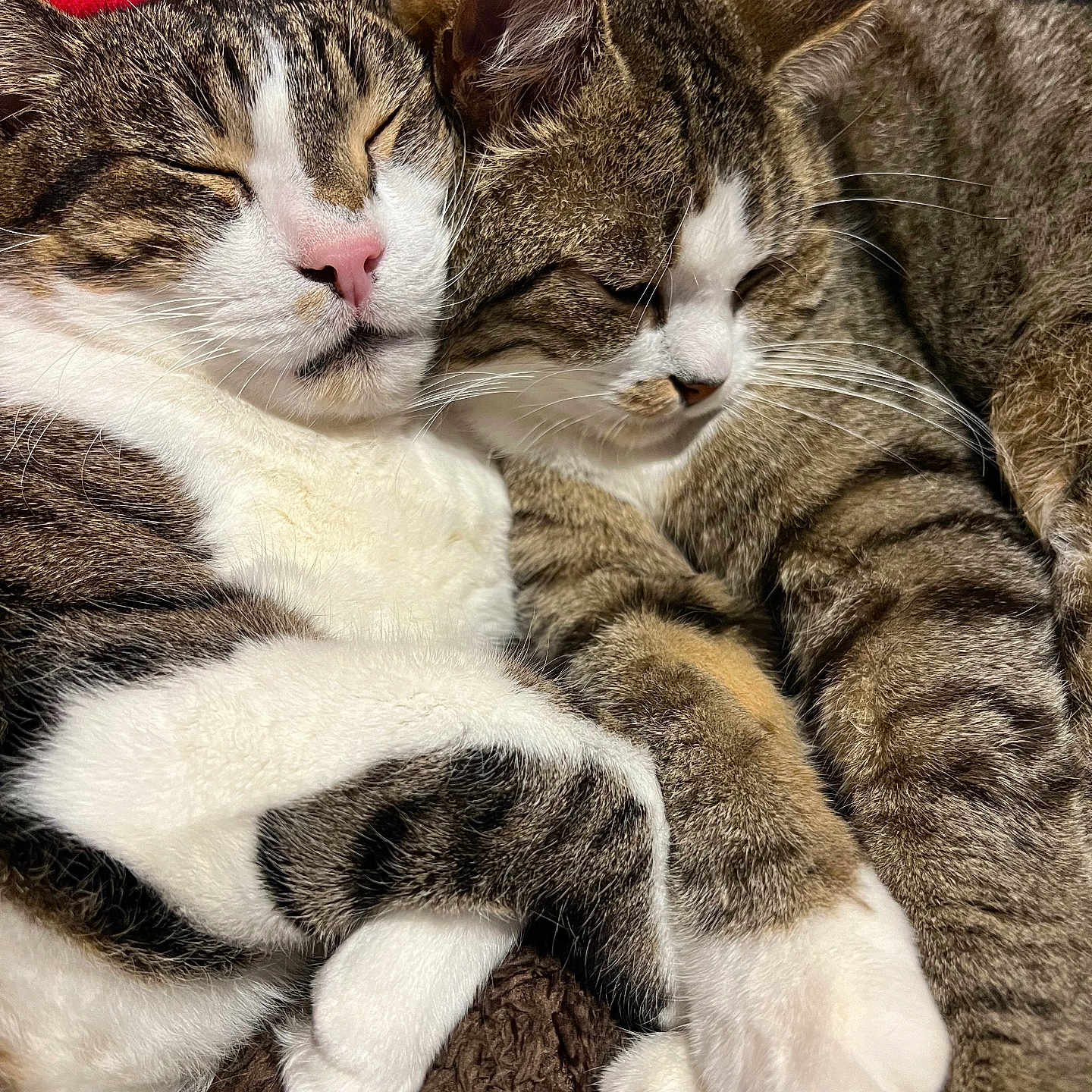 Loustic Et Tigris a rejoint le concours — aidez-le/la à gagner de superbes lots ! animal, blanket, cat, closeup, cozy, cute, domestic, friendship, fur, indoor, mammal, paws, pet, red_background, relaxation, resting, sleeping, snuggling, tabby, whiskers