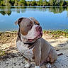 dog, bulldog, pet, animal, sitting, outdoors, lakeside, lake, water, reflection, trees, sky, blue_sky, shoreline, sand, nature, collar, paws, portrait, daylight