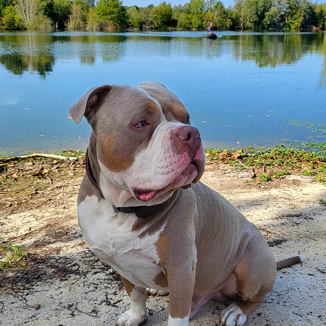 Ulky Et Tya participe au concours pour gagner de l'argent avec cette photo : dog, bulldog, pet, animal, sitting, outdoors, lakeside, lake, water, reflection, trees, sky, blue_sky, shoreline, sand, nature, collar, paws, portrait, daylight