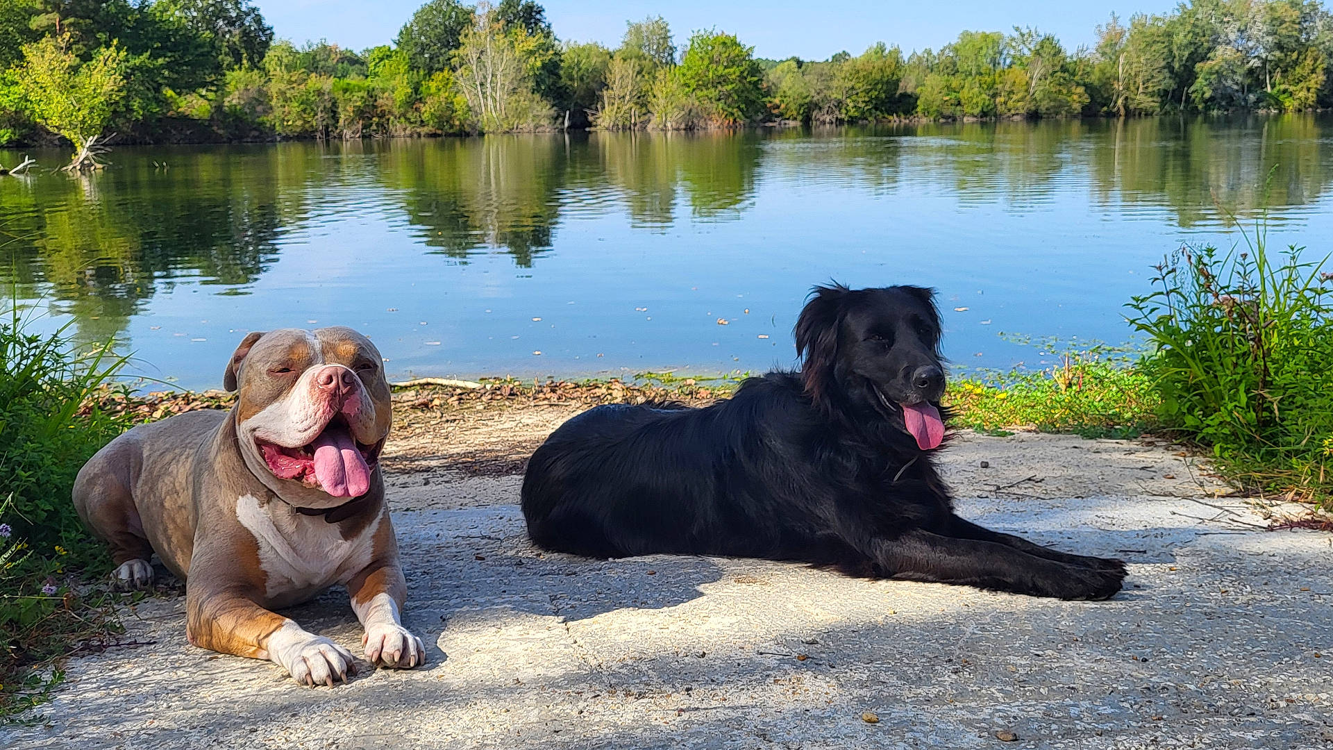 Ulky Et Tya participe au concours pour gagner de l'argent avec cette photo : animals, black_dog, bulldog, dogs, grass, happy, lake, lakeside, lying_down, nature, outdoors, panting, pets, reflection, relaxing, shoreline, summer, sunlight, trees, water