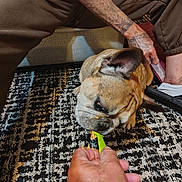 Dodger Montano is registered to the contest to win money with this photo: animal, brown_pants, carpet, casual, closeup, dog, ear, feeding, floor, footwear, french_bulldog, hand, human_hand, indoor, paw, person, pet, snack, sofa, tattoo