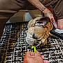 animal, brown_pants, carpet, casual, closeup, dog, ear, feeding, floor, footwear, french_bulldog, hand, human_hand, indoor, paw, person, pet, snack, sofa, tattoo