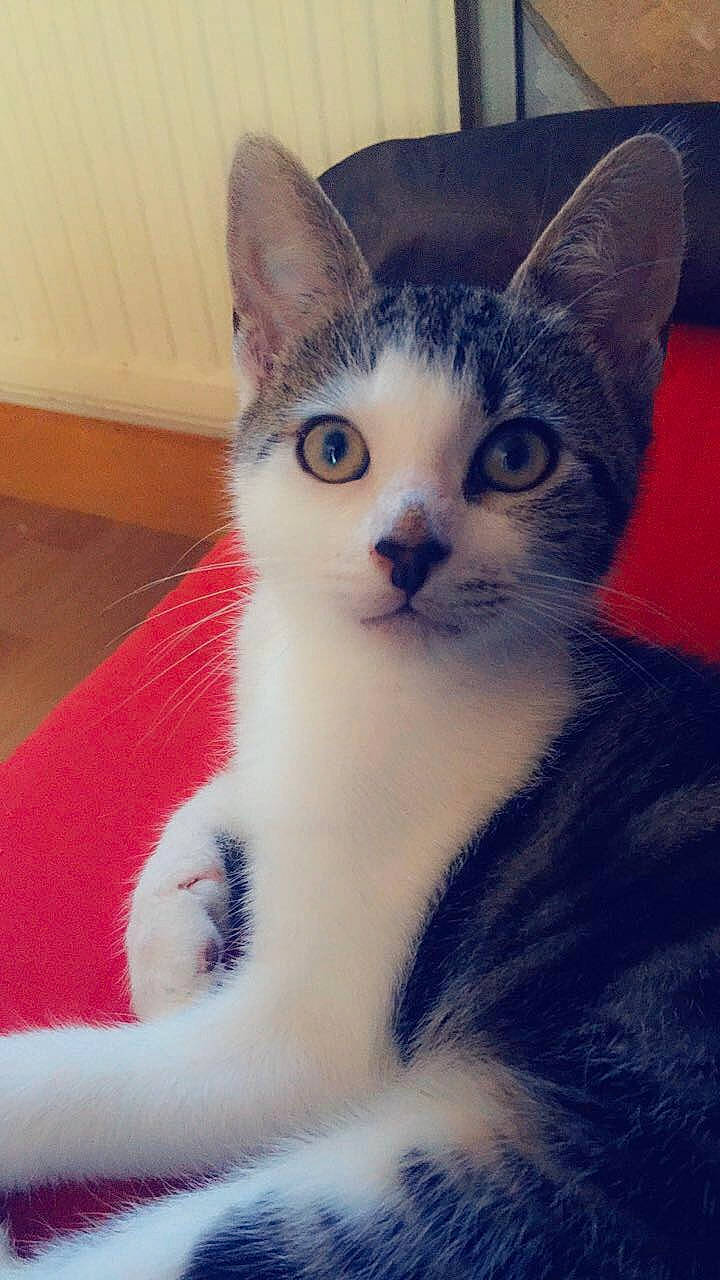 Pépito a rejoint le concours — aidez-le/la à gagner de superbes lots ! aegean_cat, american_shorthair, american_wirehair, asian, carnivore, cat, domestic_short_haired_cat, european_shorthair, eye, felidae, kitten, mammal, ojos_azules, polydactyl_cat, small_to_medium_sized_cats, snout, tail, vertebrate, whiskers