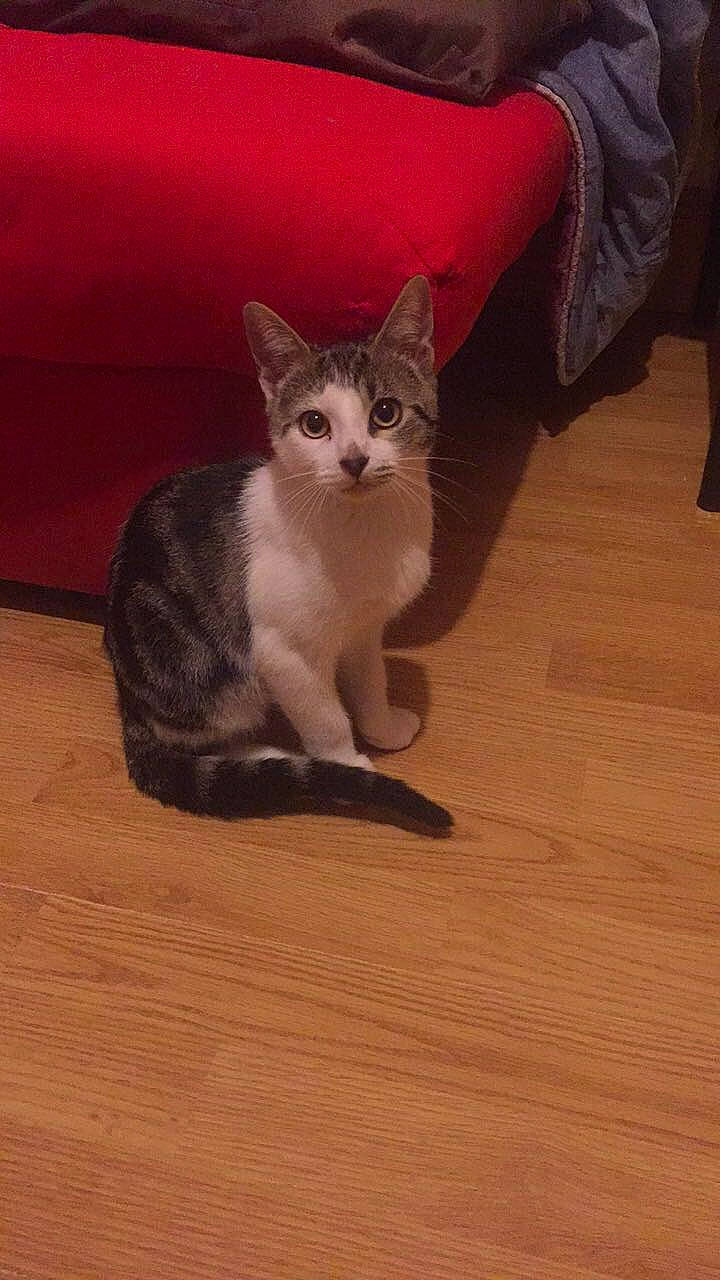 Pépito a rejoint le concours — aidez-le/la à gagner de superbes lots ! american_wirehair, asian, carnivore, cat, domestic_short_haired_cat, european_shorthair, fawn, felidae, floor, flooring, german_rex, hardwood, kitten, mammal, ojos_azules, small_to_medium_sized_cats, snowshoe, tail, vertebrate, whiskers