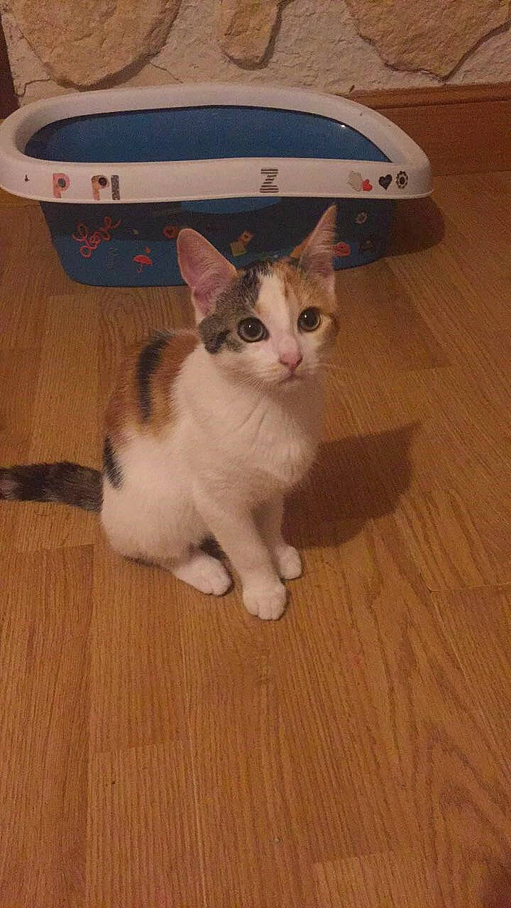 Zira participe au concours pour gagner de l'argent avec cette photo : aegean_cat, american_wirehair, carnivore, cat, domestic_short_haired_cat, european_shorthair, fawn, felidae, floor, flooring, hardwood, kitten, mammal, ojos_azules, polydactyl_cat, small_to_medium_sized_cats, snowshoe, tail, whiskers